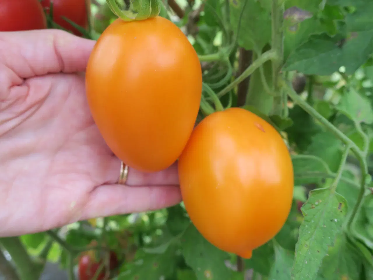Billede 6 - Tomatfrø