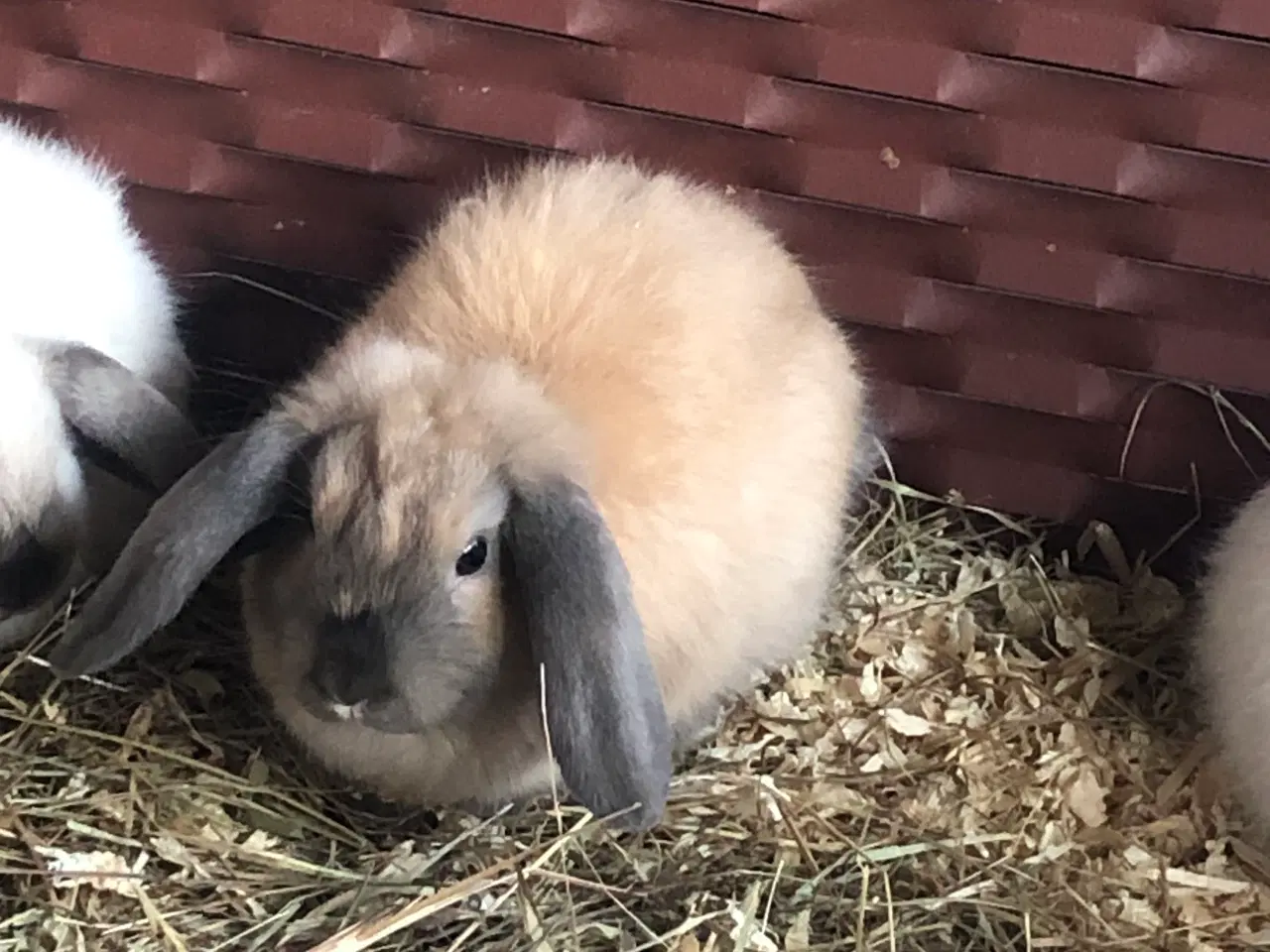 Billede 3 - Minilopper til salg