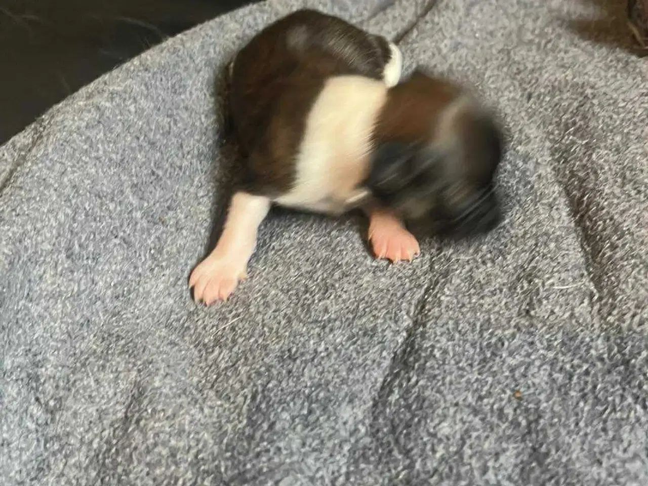 Billede 2 - Chihuahua hvalpe søger nyt hjem