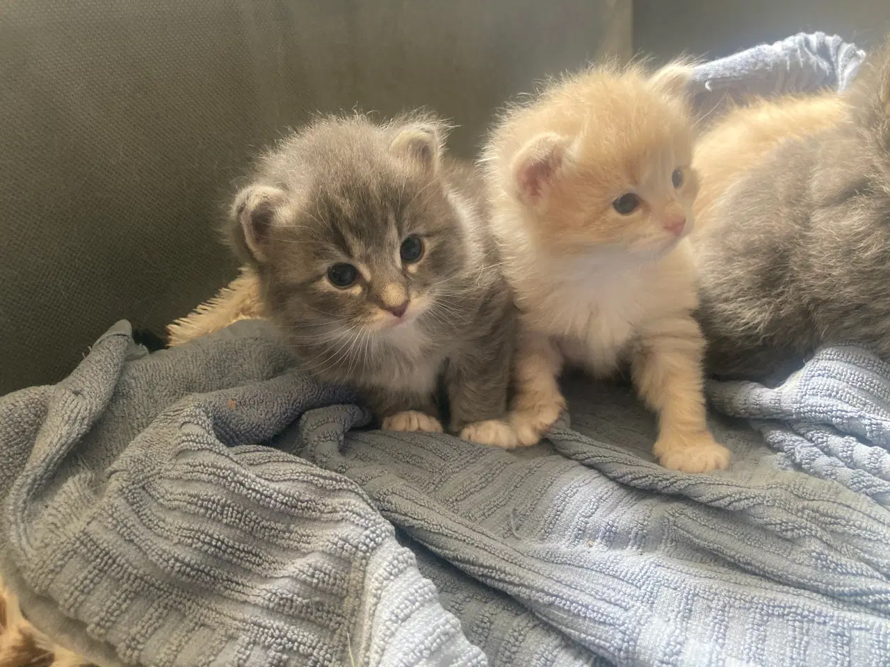 Billede 4 - Maincoon/Ragdoll/BS