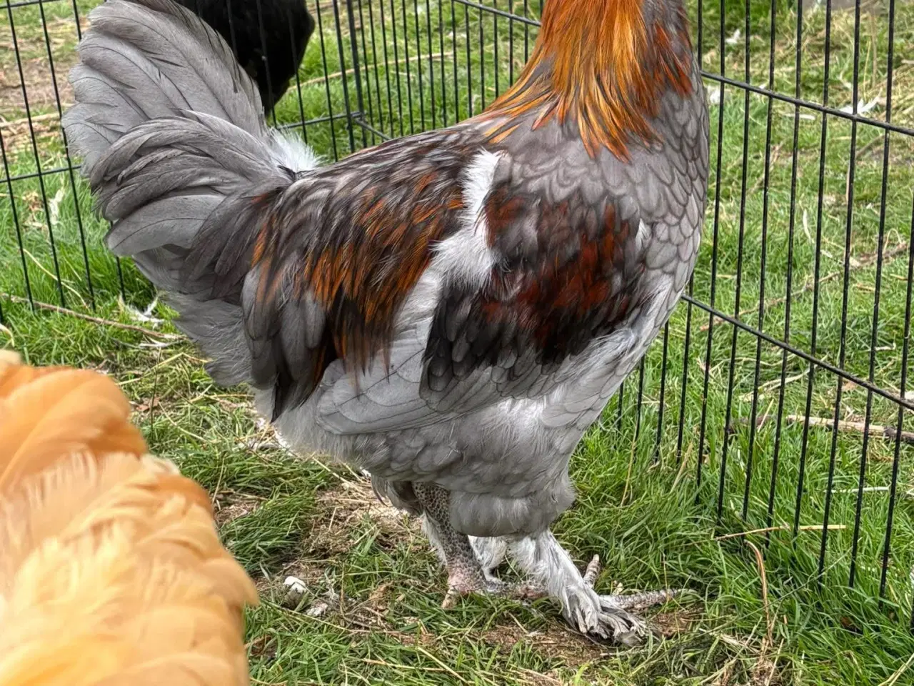 Billede 1 - Stor blå/kobber Maran hane sælges