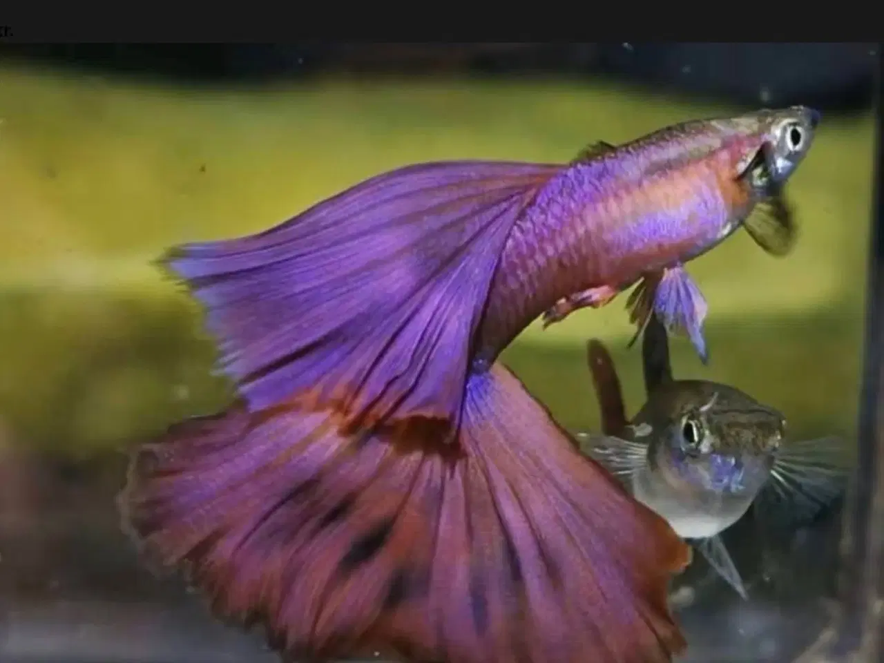 Billede 1 - Smukke renstammede guppyer
