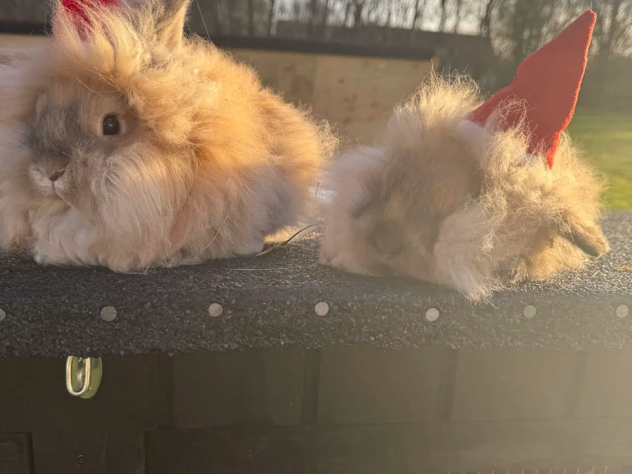Billede 5 - Kanin unge 