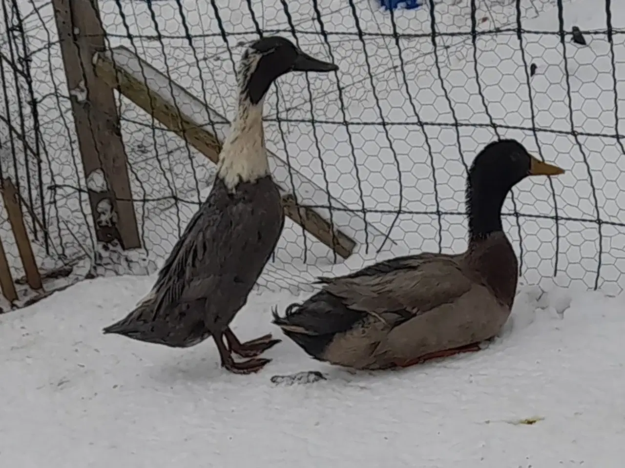 Billede 2 - Løbeænder sælges