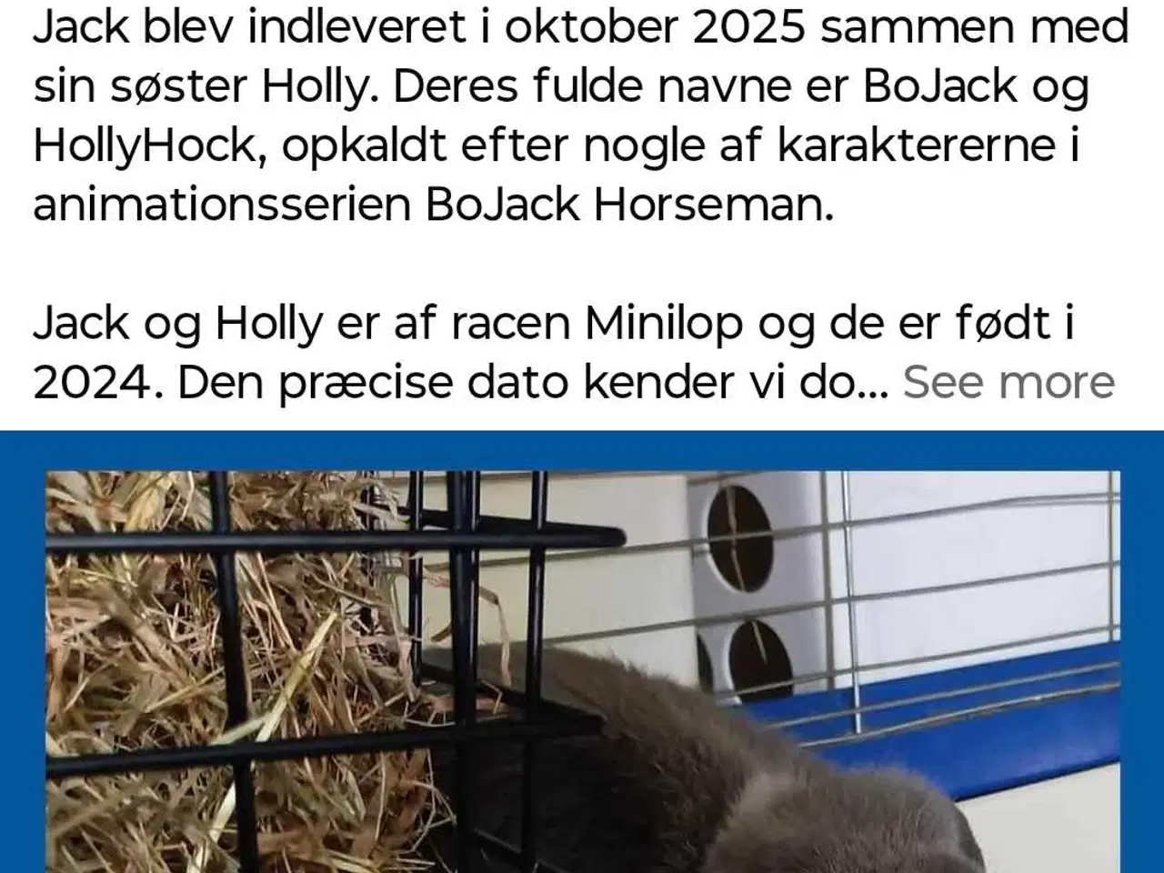 Billede 2 - Vaccineret han minilop kanin dreng