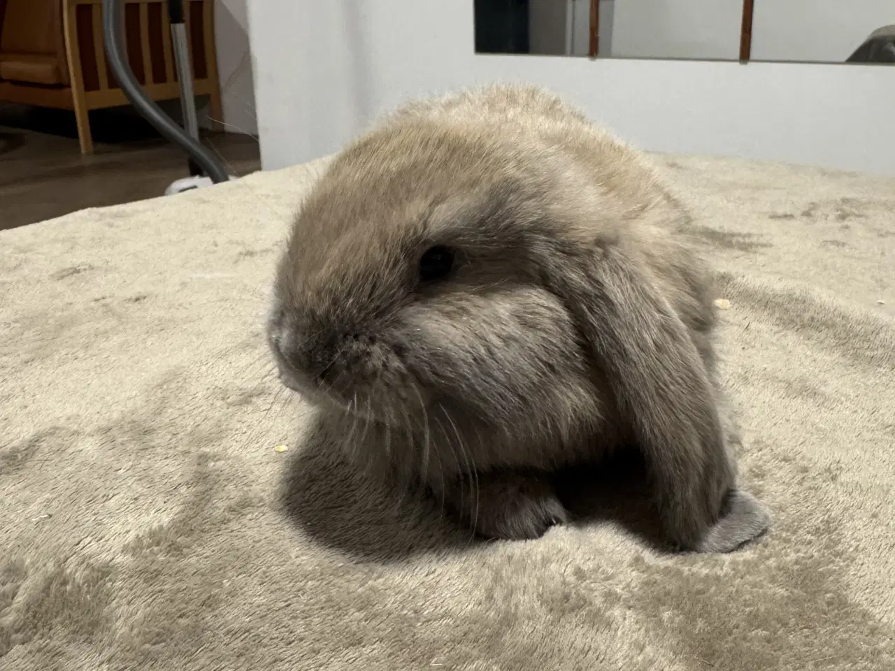 Billede 3 - Fransk vædder kanin unger 