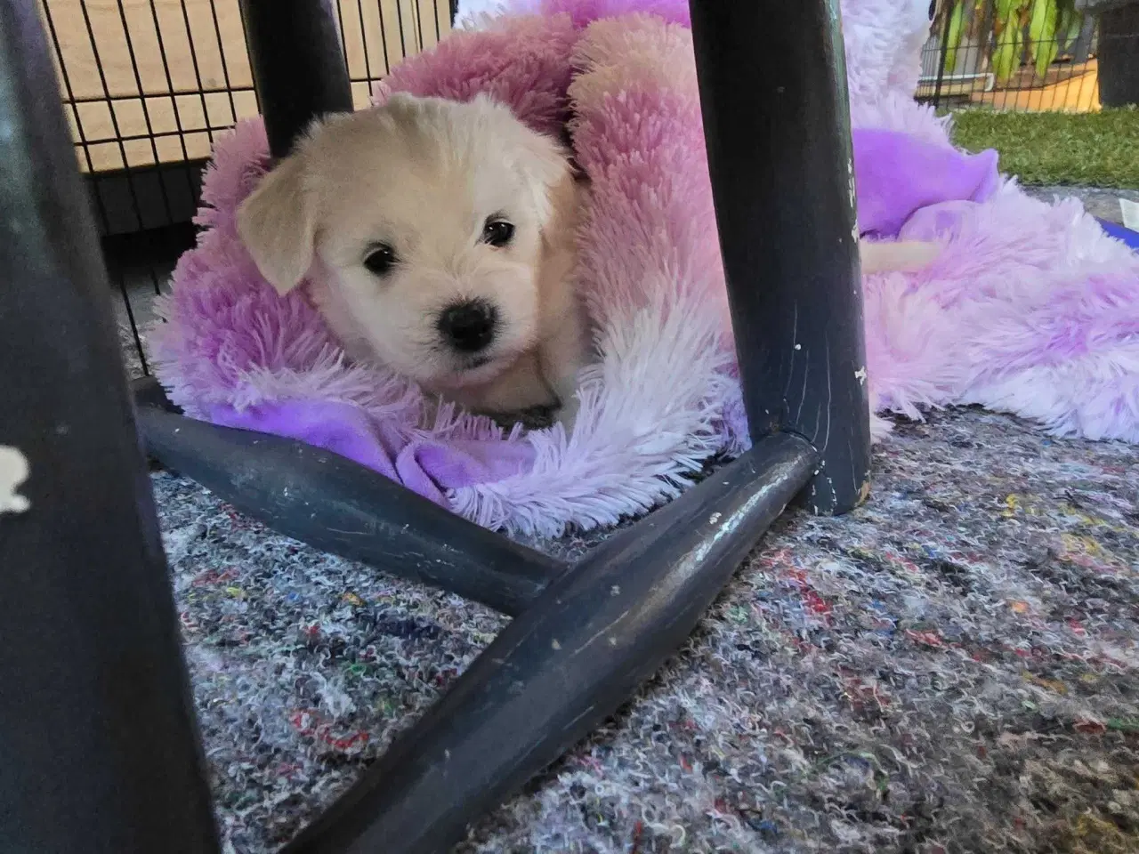Billede 1 - Hvalpe sælges - Coton de Tulear