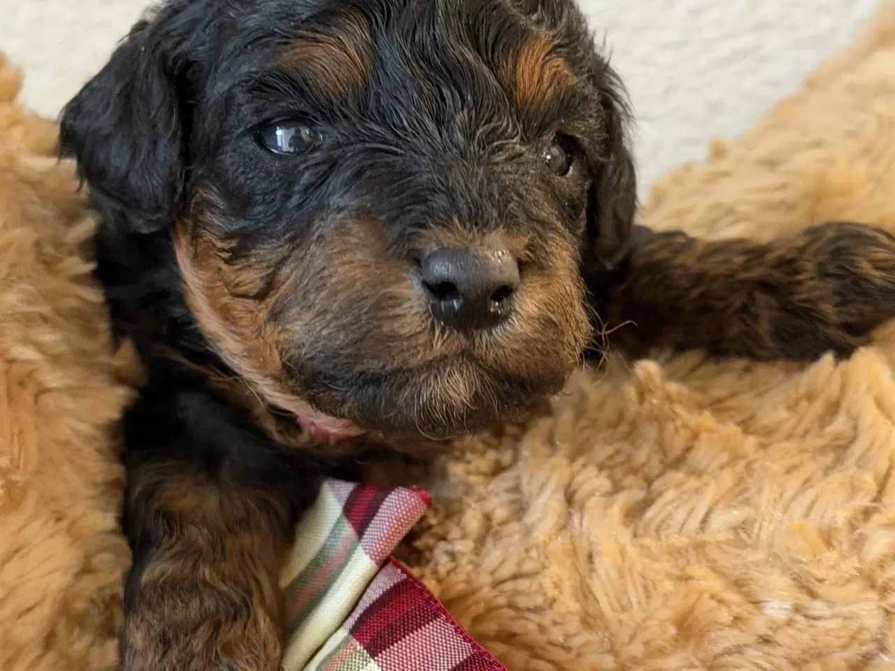 Billede 1 - Cavapoo  slut Maj 