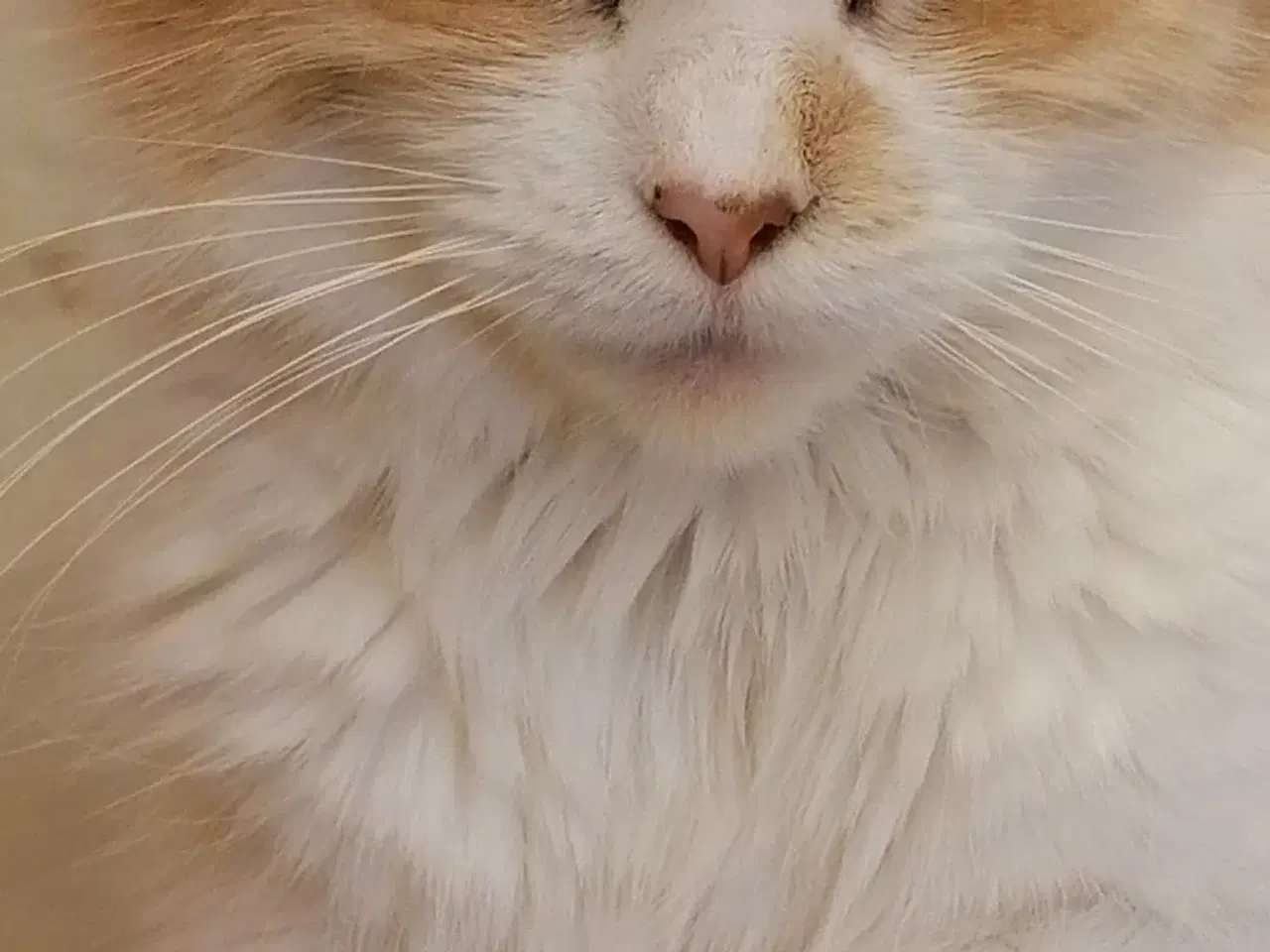 Billede 11 - Maine coon mix
