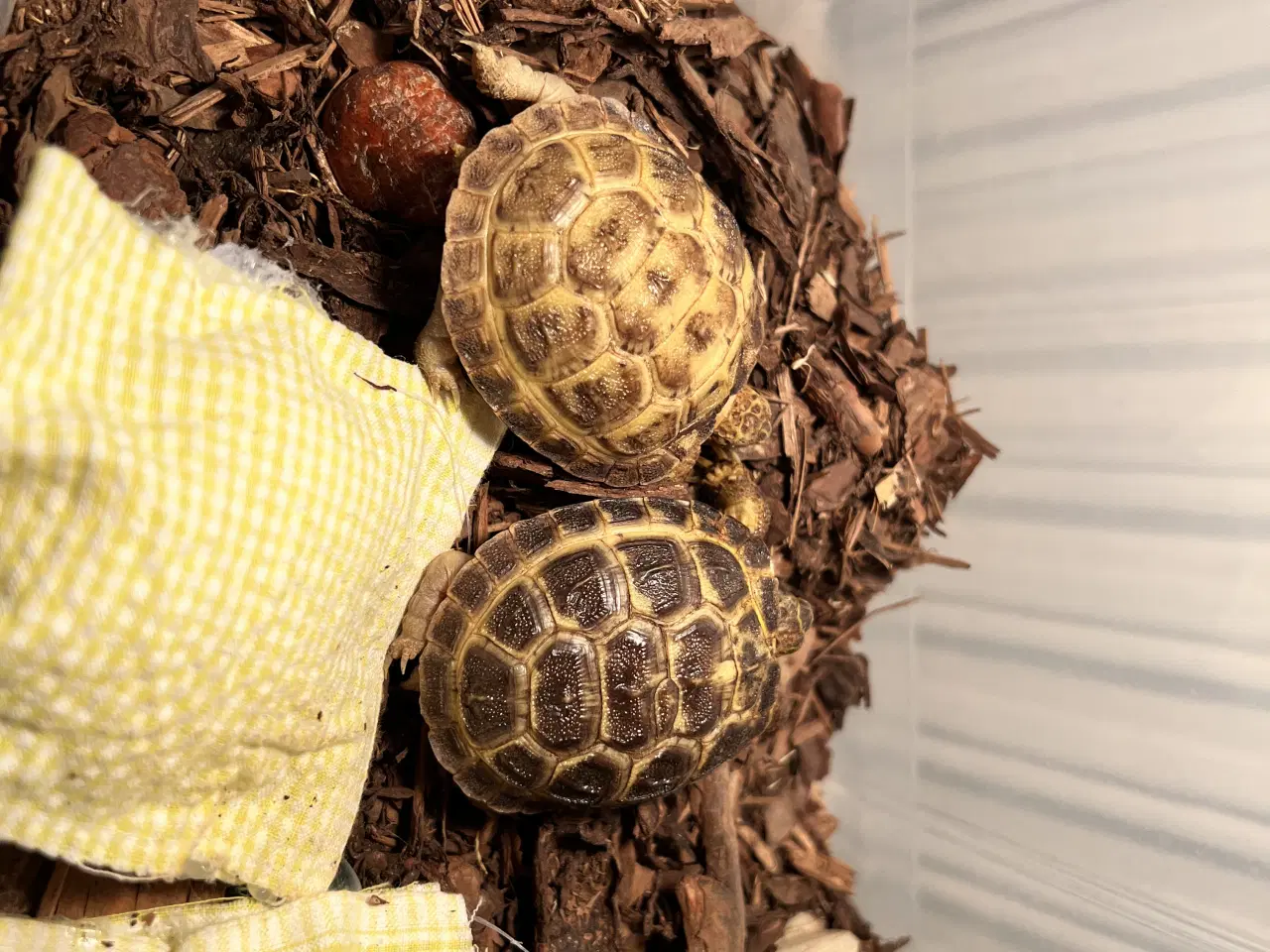 Billede 2 - To russiske land skildpadder sælges