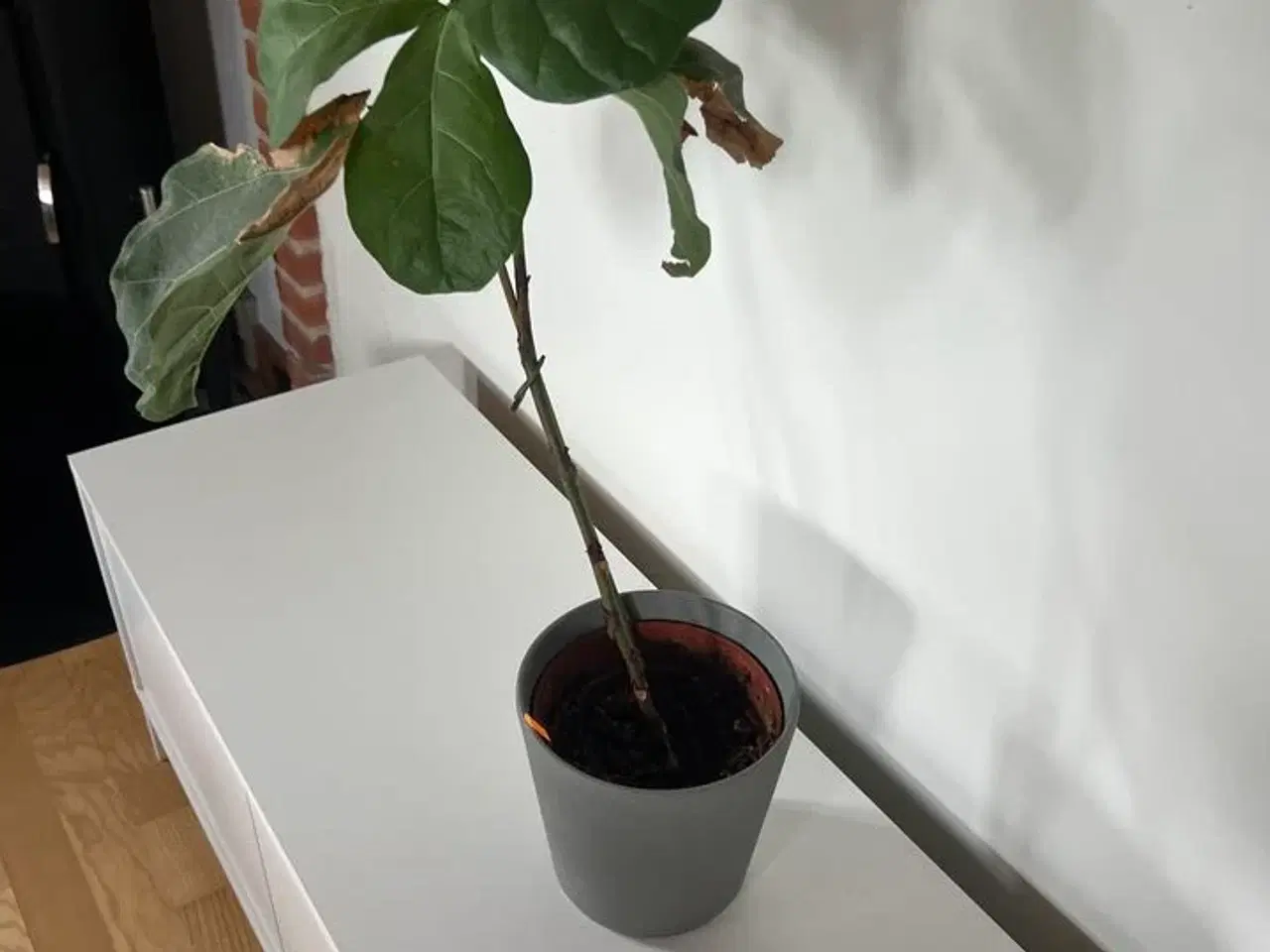 Billede 5 - Div. planter (se billeder)