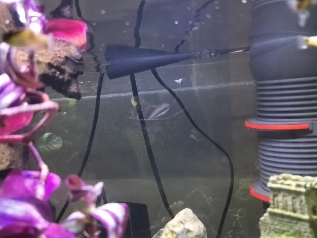 Billede 1 - Platy fisk
