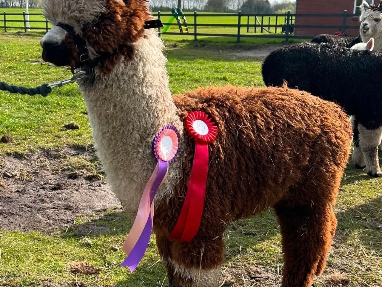 Billede 3 - Alpacahingst sælges