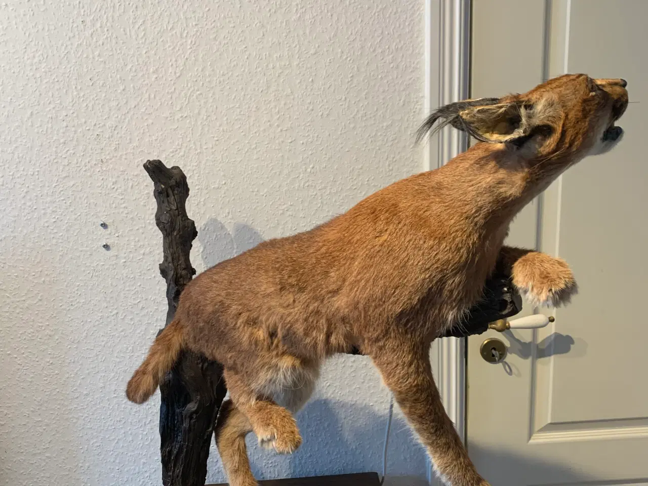 Billede 6 - Udstoppet caracal/ørkenlos