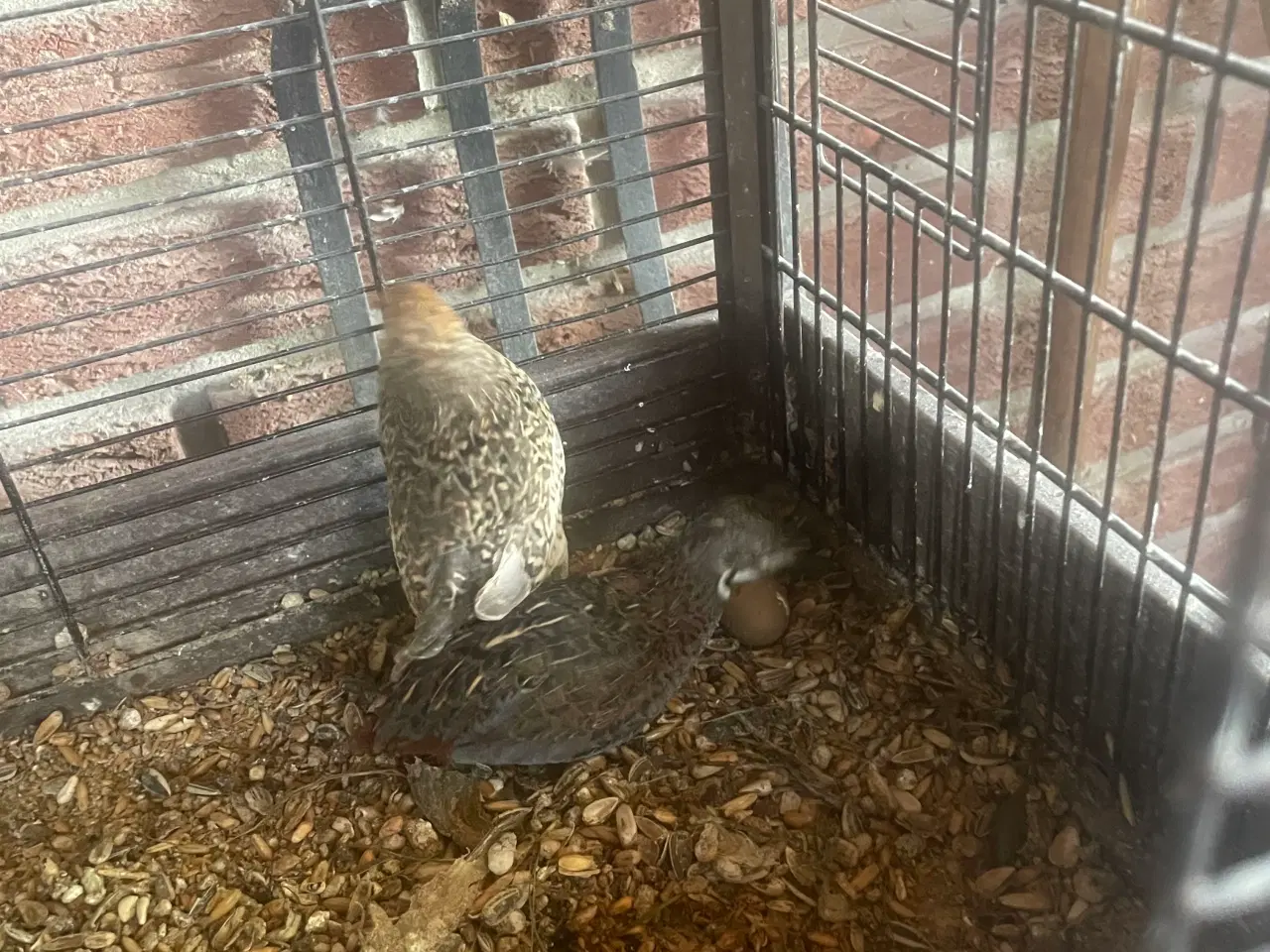 Billede 2 - Kinesiske dværgvagtler