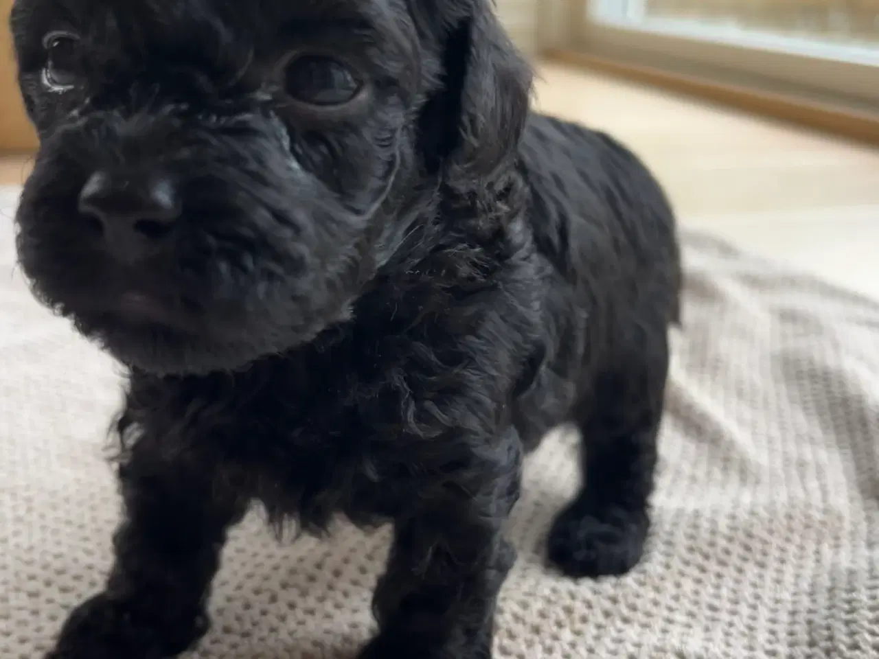 Billede 4 - Maltipoo Toy/Micro