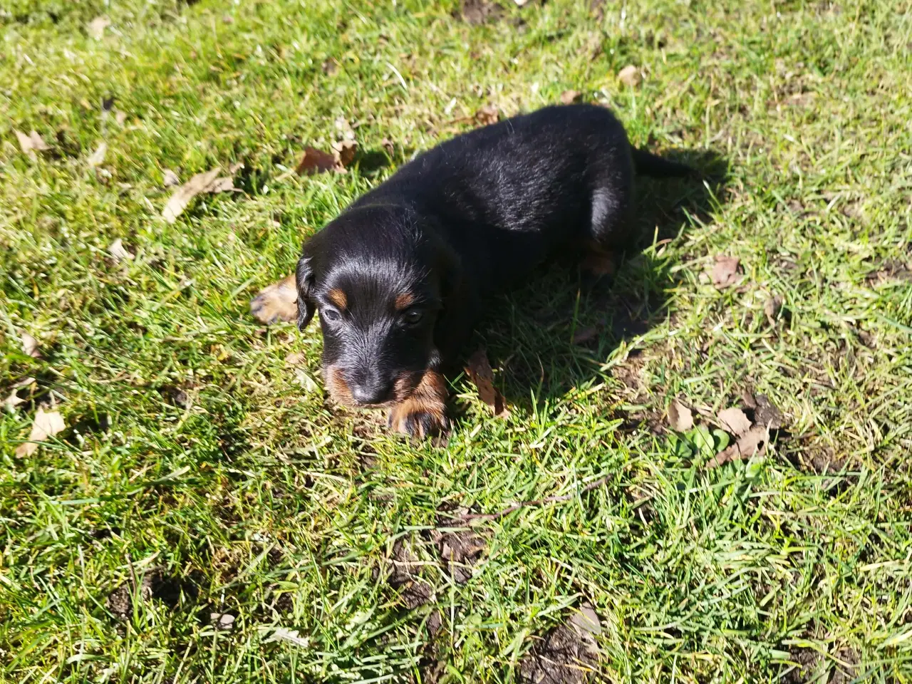 Billede 1 - LANGHÅRET DVÆRG GRAVHUNDE HVALPE