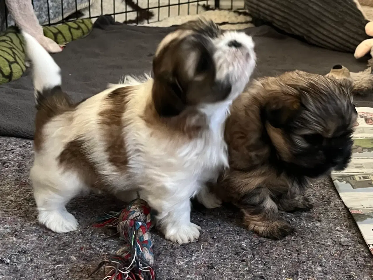 Billede 6 - Shih Tzu / Malteser Hvalpe