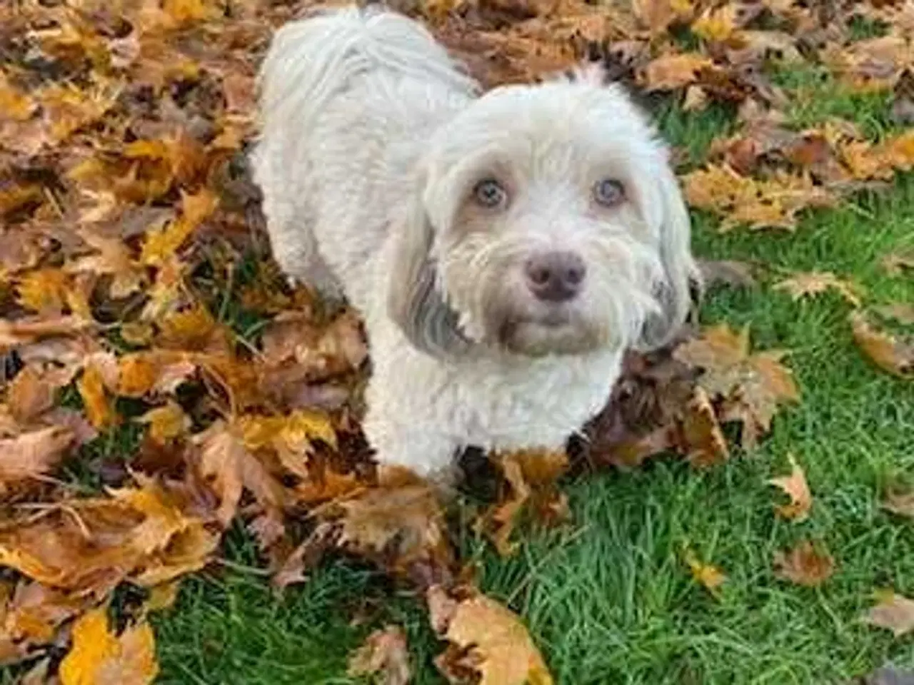 Billede 3 - Havapoo  F1-hvalpe