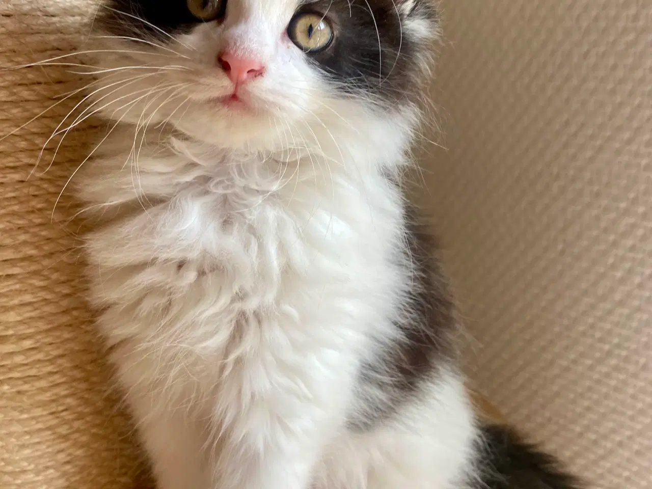Billede 7 - Maine Coon Perser killinger