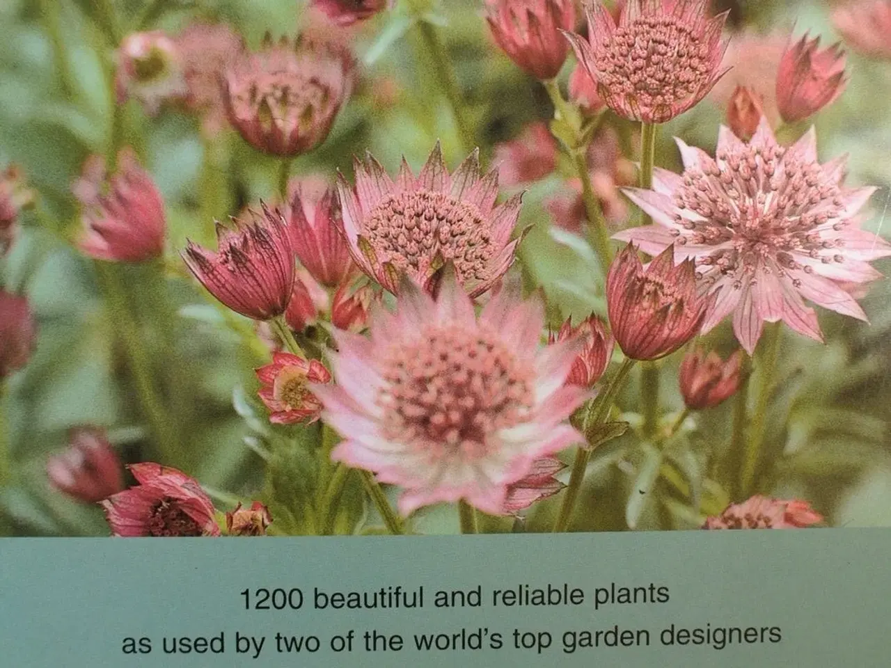 Billede 4 - dream plants for the natural garden, by henk gerri