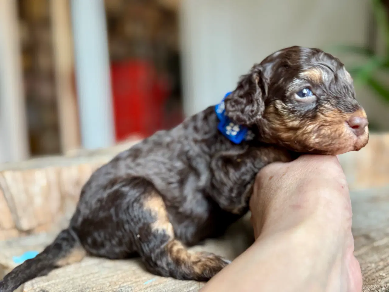 Billede 5 - Ægte puddelhvalpe. 3 uger gl.. Undersøgte forældre