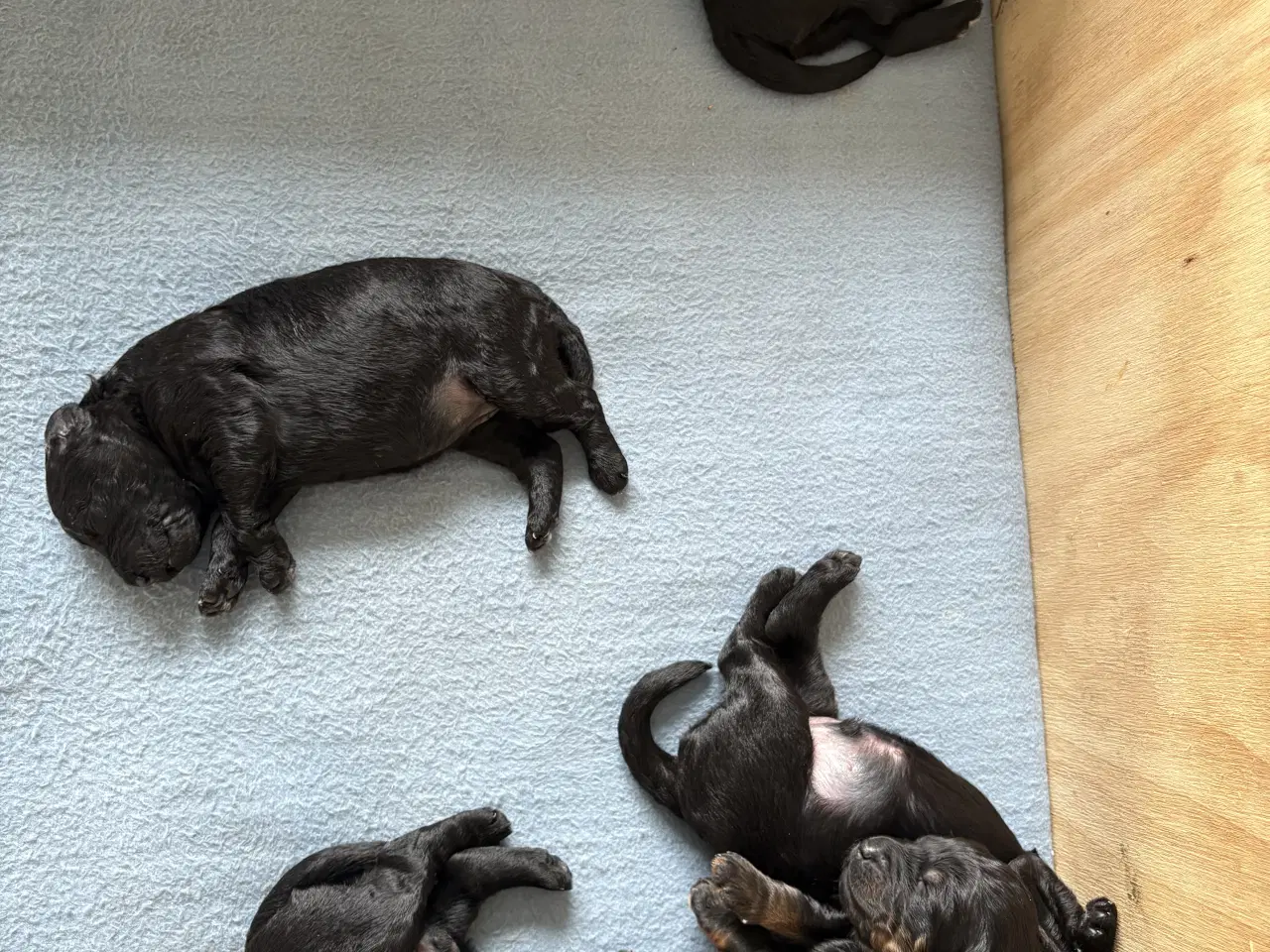 Billede 4 - Shepadoodle hvalpe