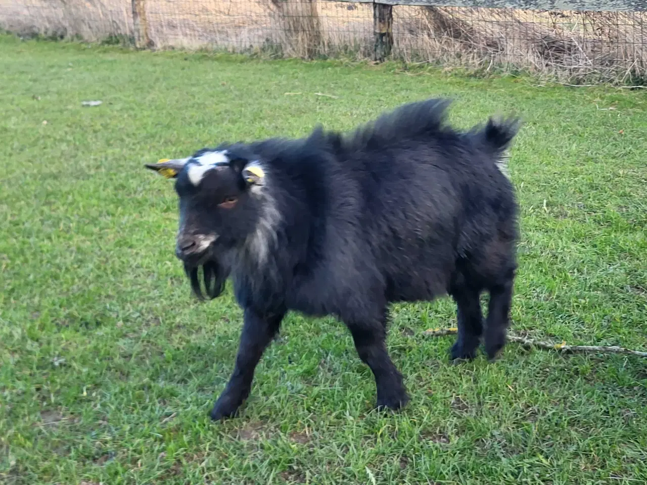 Billede 3 - Små dværggeder