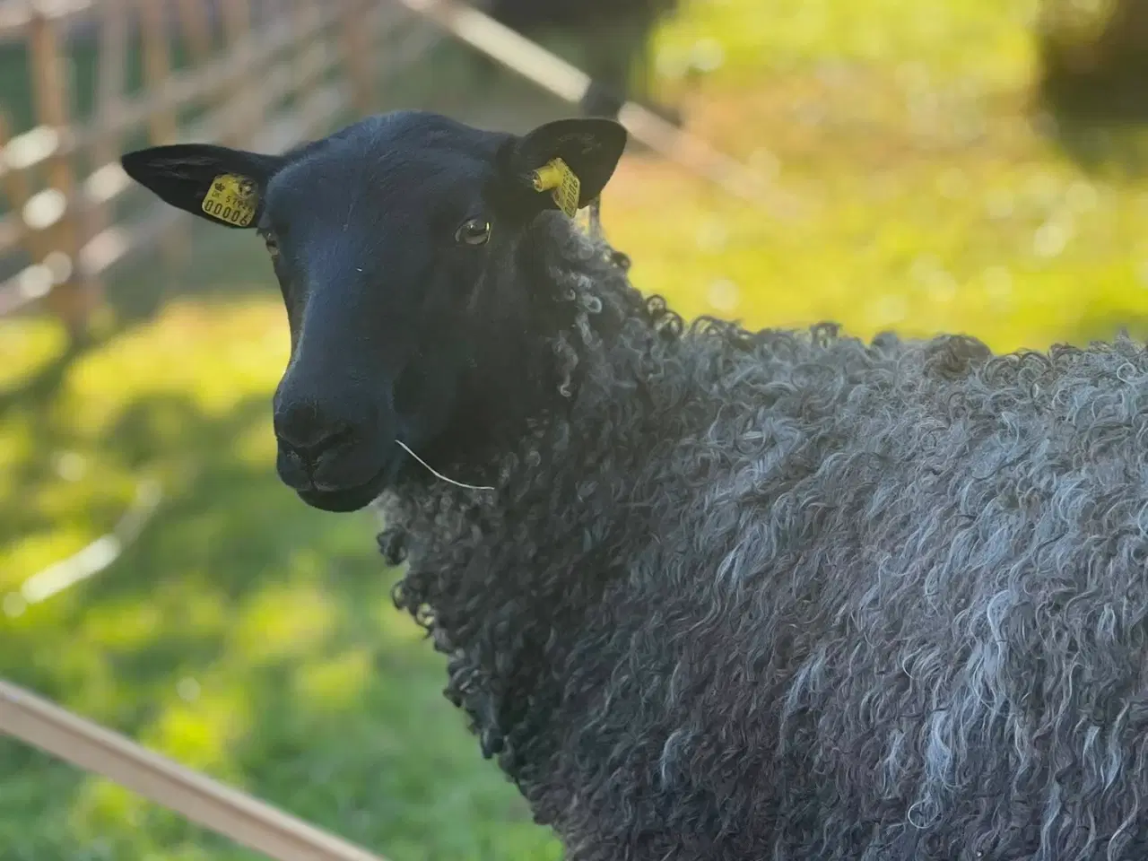 Billede 2 - Gotlænder - 2 får, 2 lam