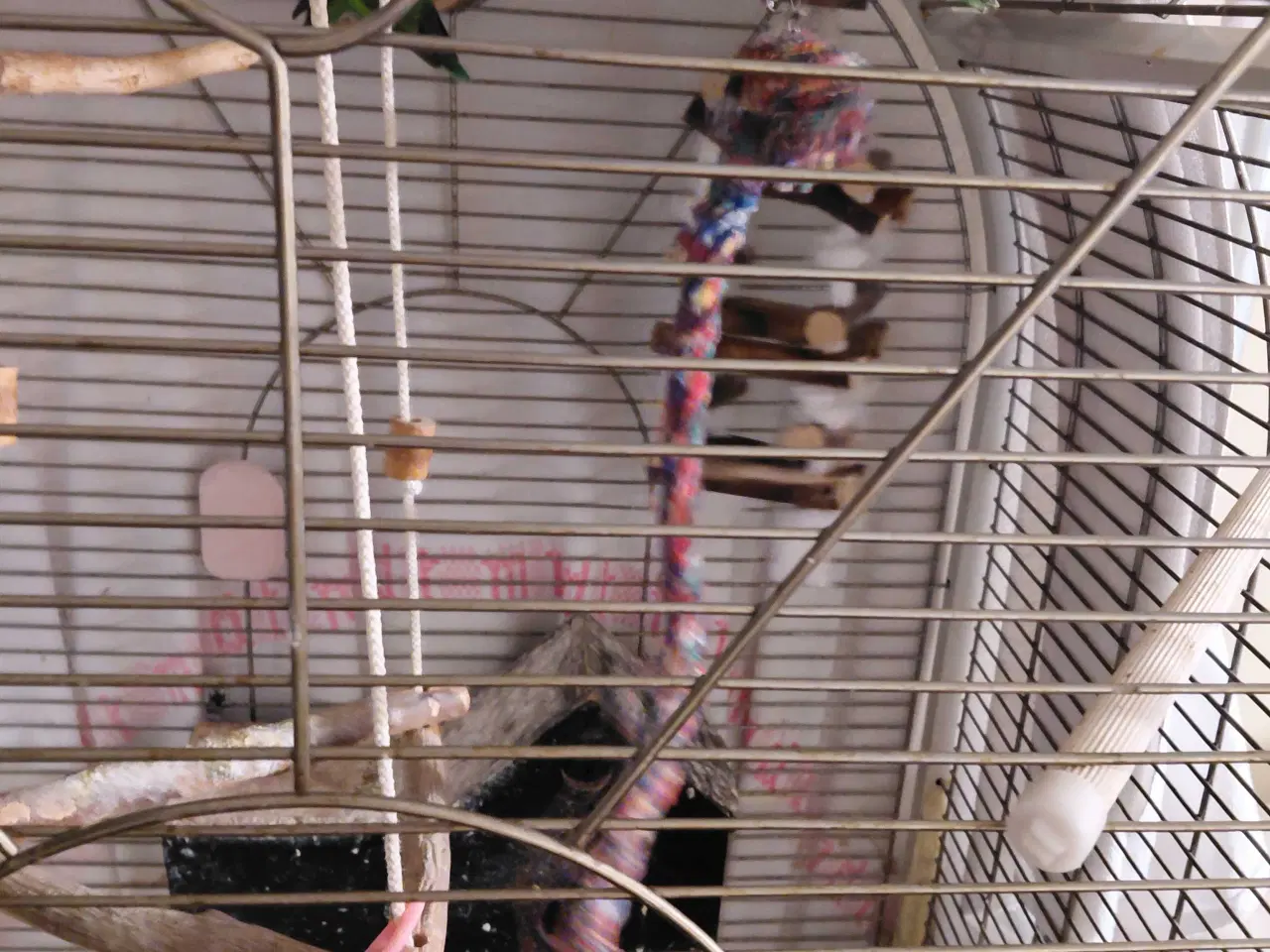 Billede 2 - Dværgpapegøje med bur