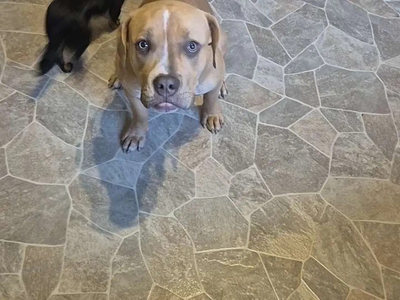 Billede 4 - American Bully