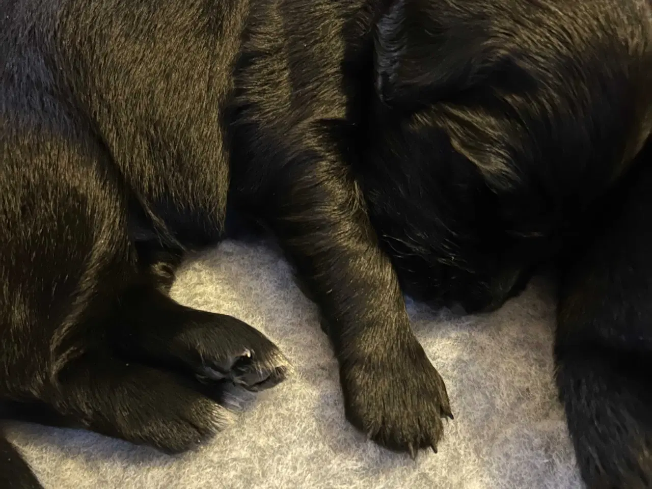 Billede 10 - Golden Retriever/ Tysk langhåret Labrador hvalpe