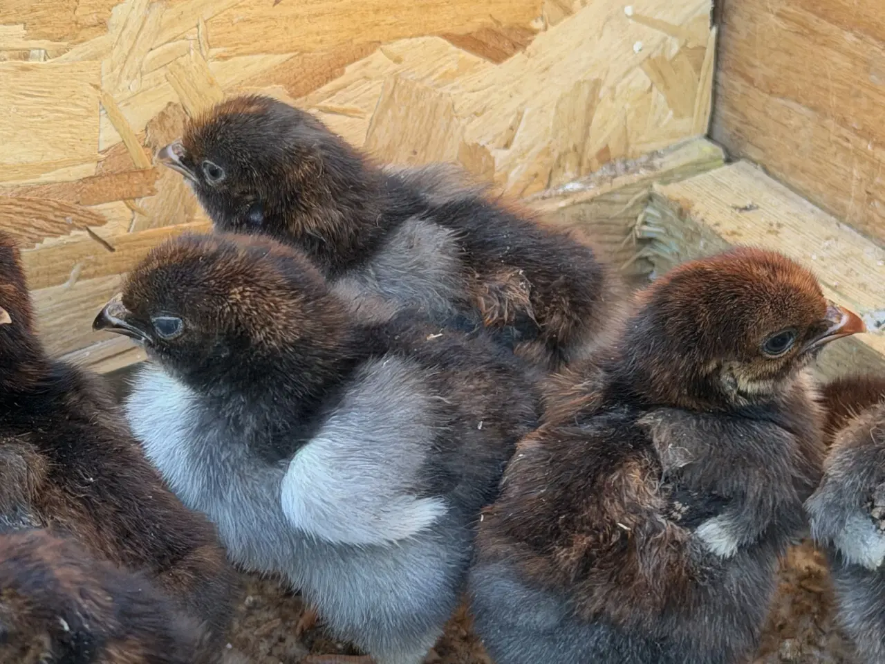 Billede 1 - Dværg wyandotter guldrandet 