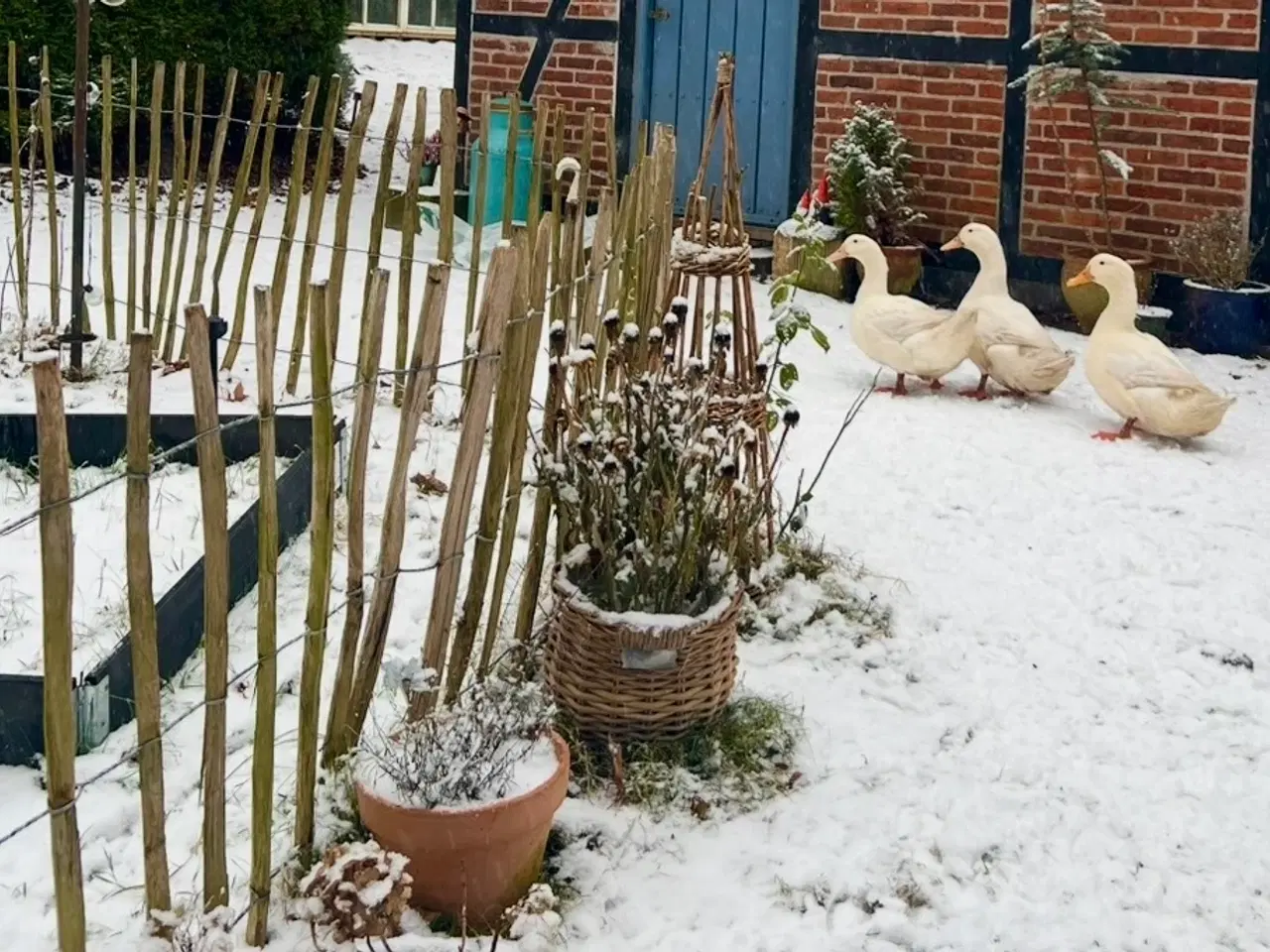 Billede 6 - Landænder