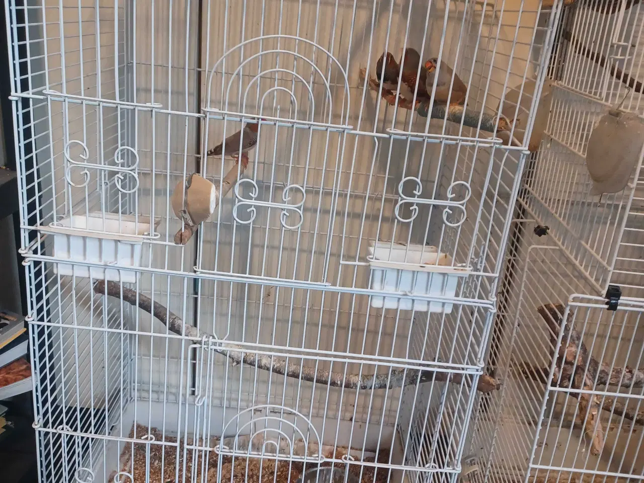 Billede 4 - Finker og bure