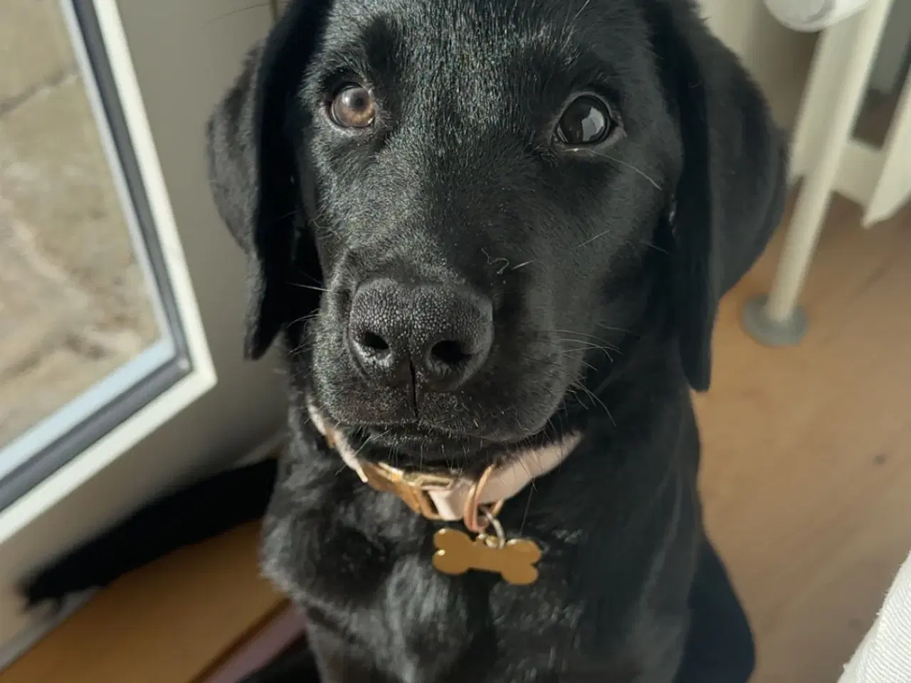 Billede 5 - Hunde hvalp 🐶💕