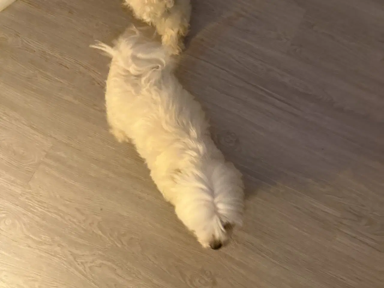 Billede 2 - 4 Søde og Kærlige Malteserhvalpe til Salg