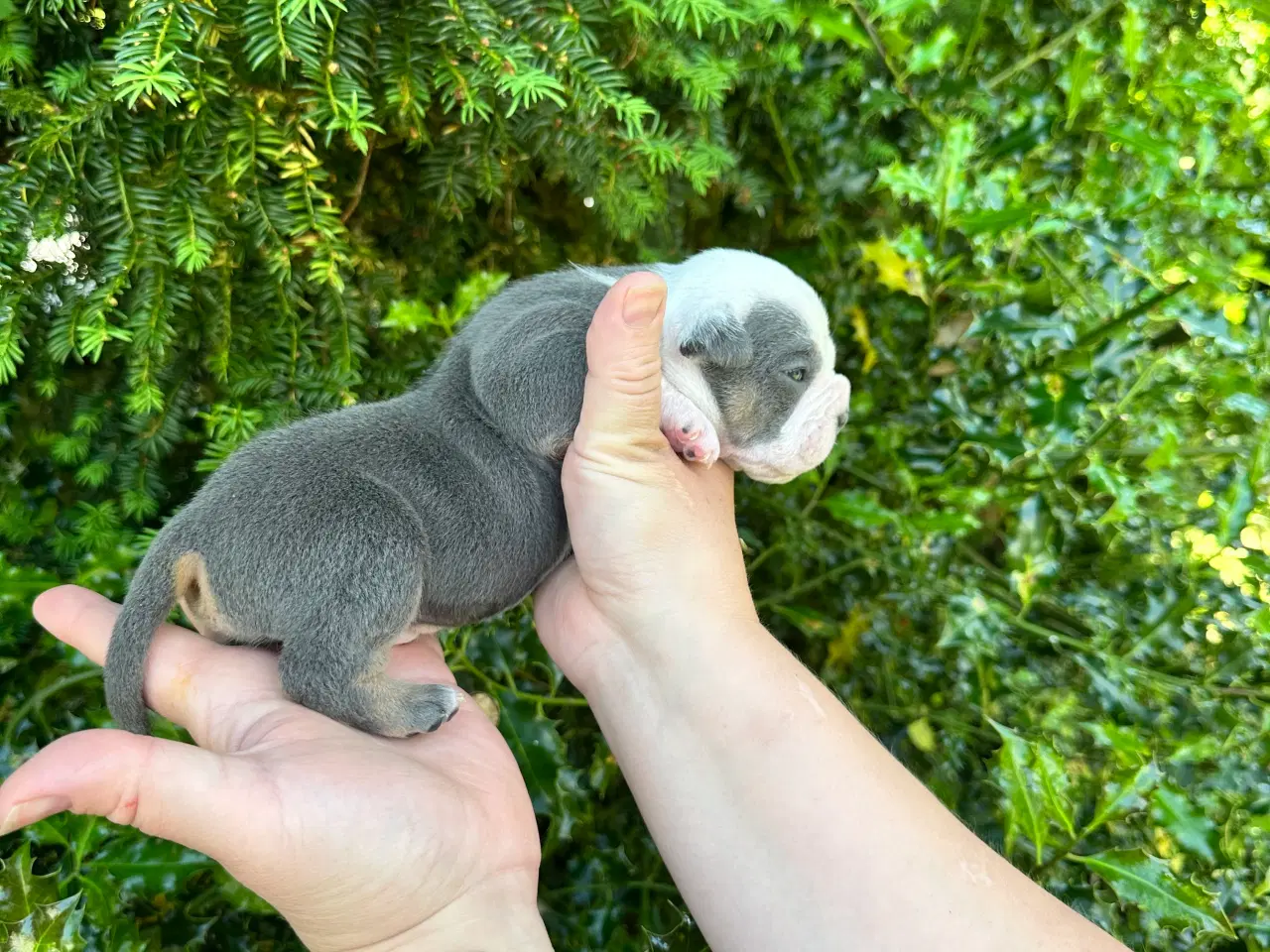 Billede 10 - New english bulldog