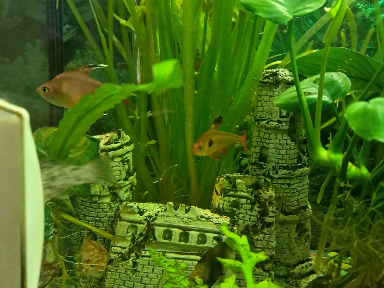 Billede 3 - 5 stk tetraer søger nyt vand