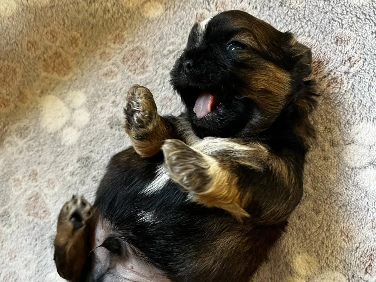 Billede 6 - Shih Tzu hvalpe
