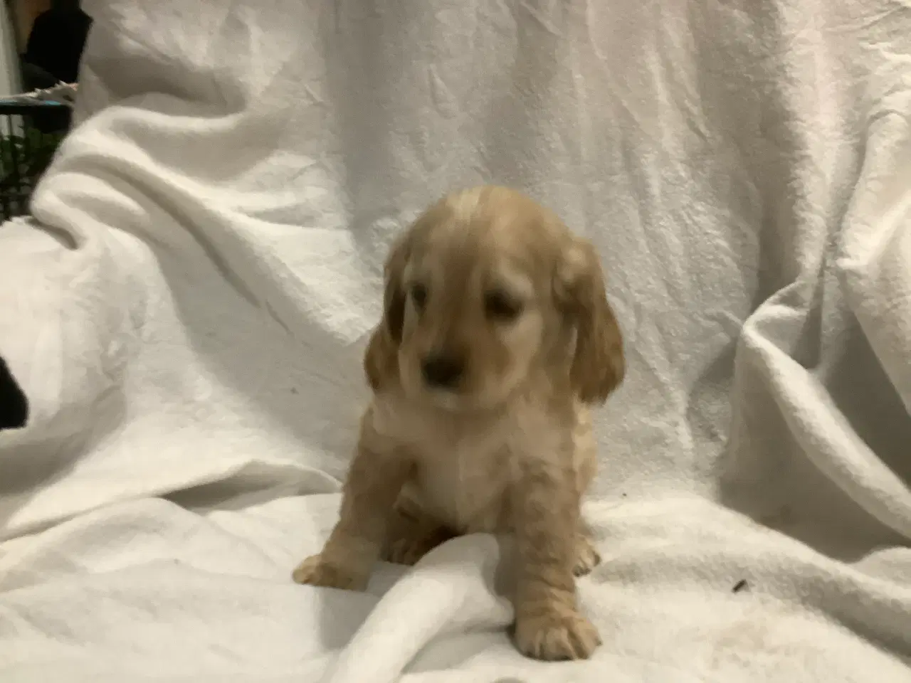 Billede 2 - Cockapoo.