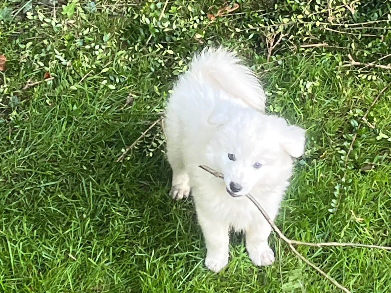Billede 7 - Hunde hvalpe - Japansk spids