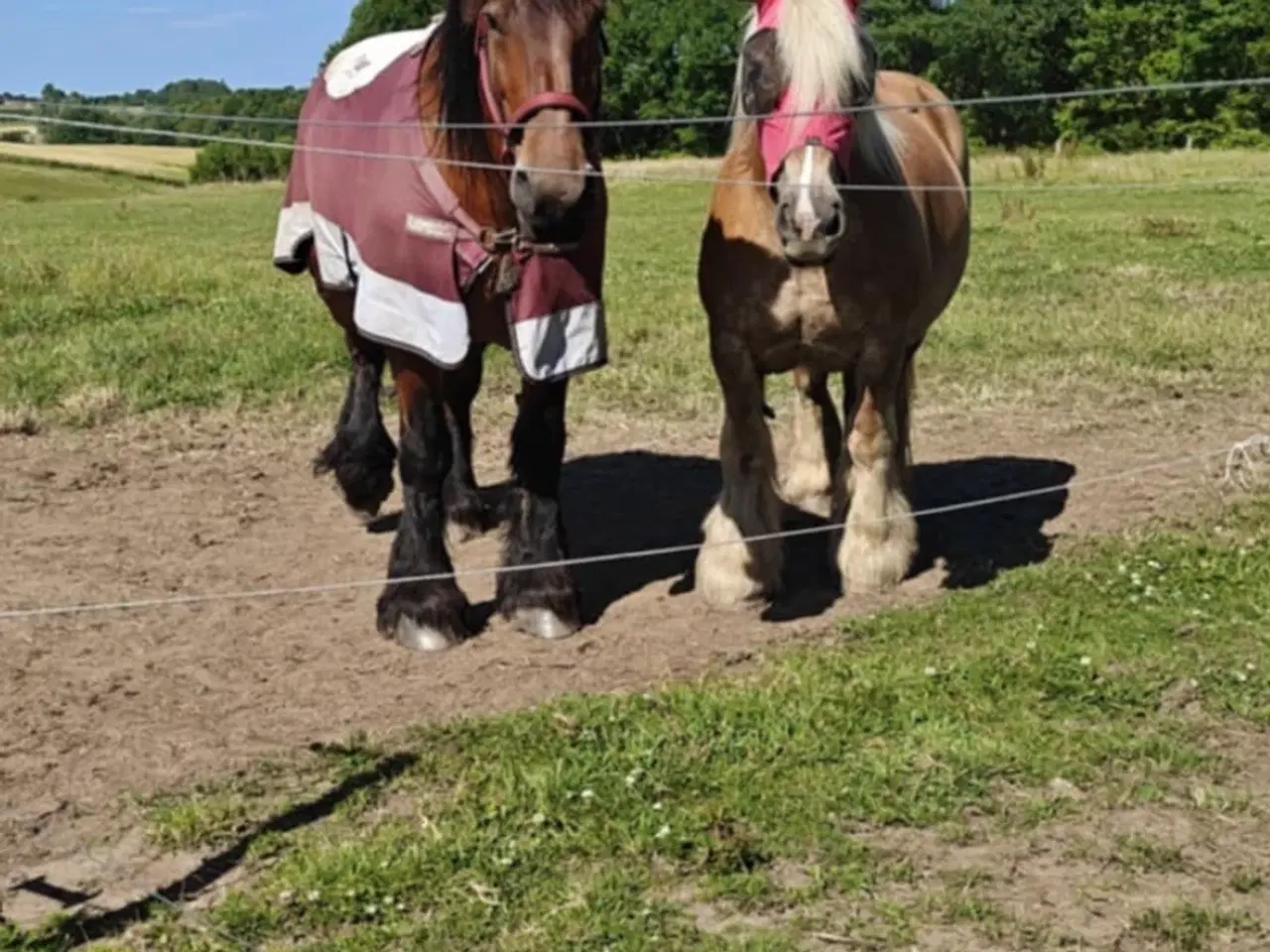 Billede 2 - Jyde hoppe