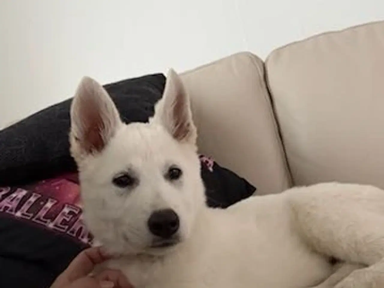 Billede 2 - Lækker blød hvid bamse 