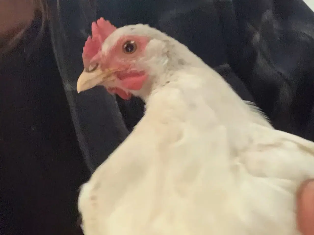 Billede 7 - Ung 20 kroner hane. halv italiener halv blå lægger