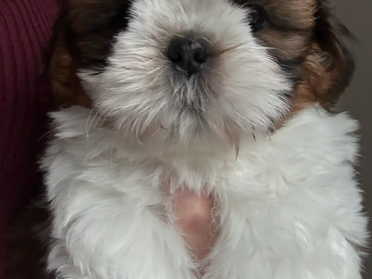 Billede 5 - Shih tzu hvalp