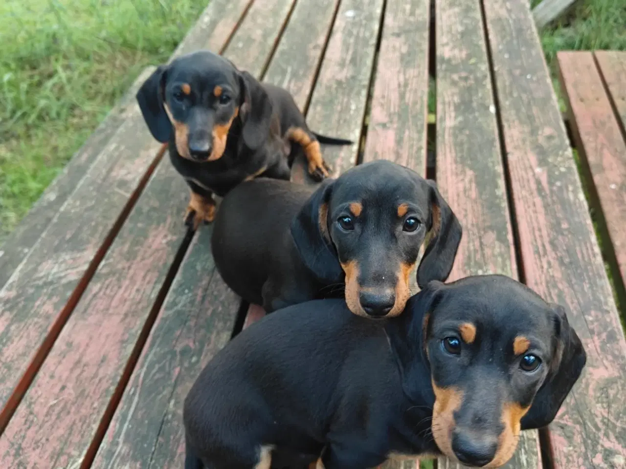 Billede 1 - Korthåret Gravhunde hvalpe.