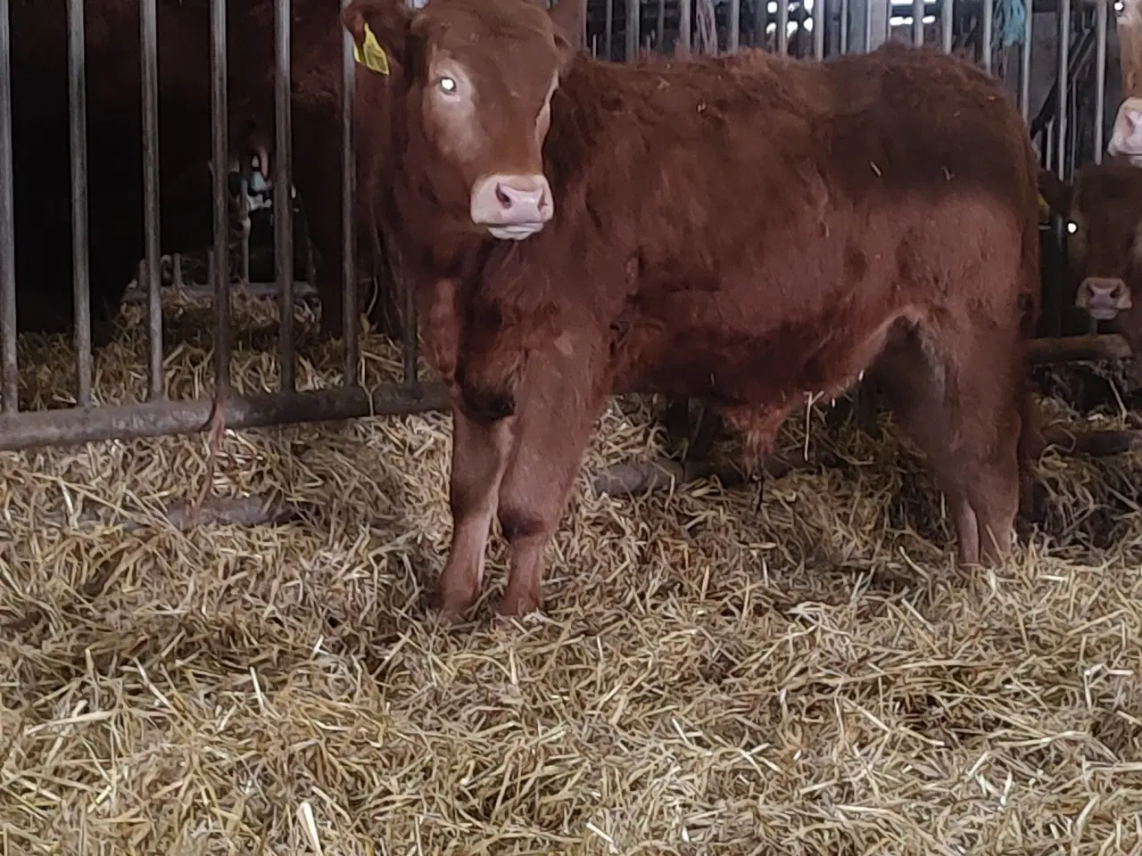 Billede 5 - Kødkvæg