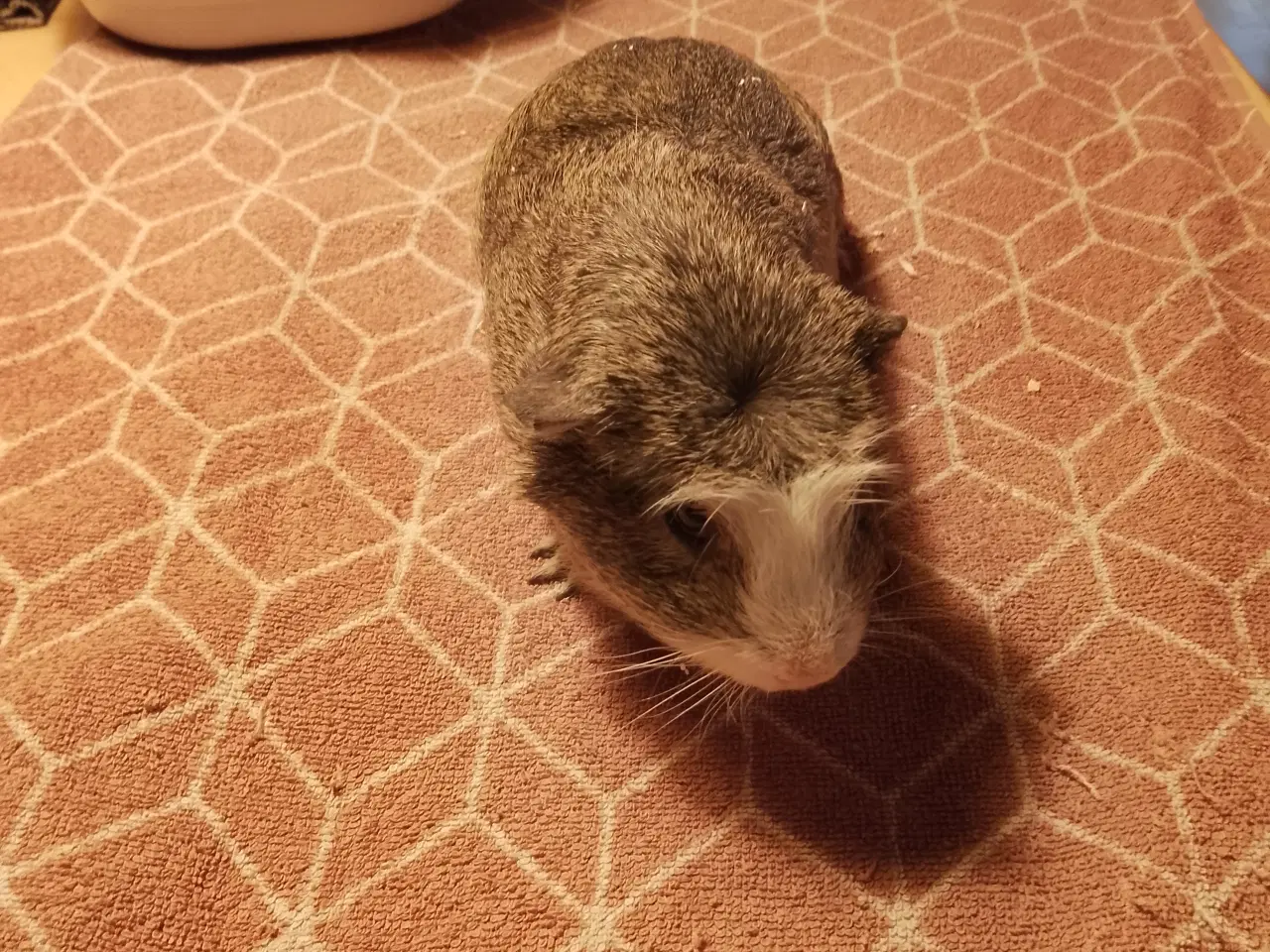 Billede 1 - 2 marsvin