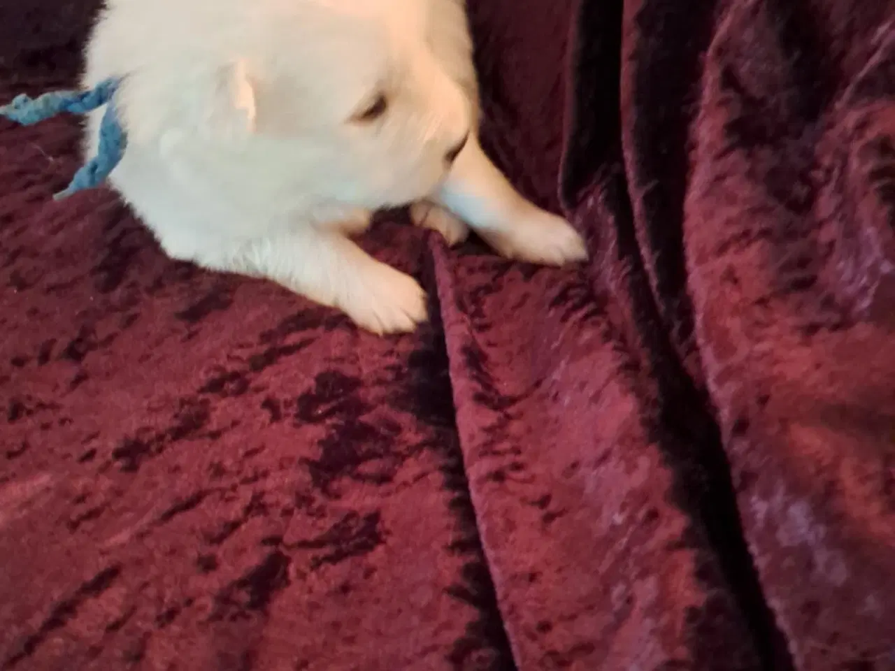 Billede 5 - dejlige hvalpe søger nyt hjem